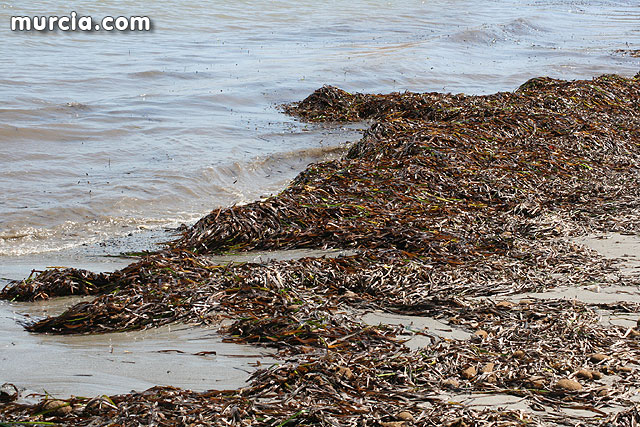 Algas en una playa de La Manga del Mar Menor, en San Javier / Murcia.com